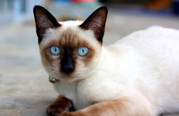 Сиамская кошка: особенности породы, фото и уход