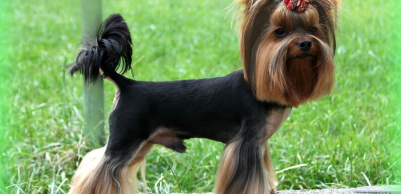 Йоркширский терьер – самая популярная в России порода собак