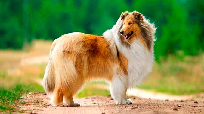 Самые добрые породы собак: милахи ;) 5 породы собак