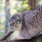 Манул – редкая дикая кошка, которую нельзя держать дома 7 экзотические животные