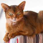 Абиссинская кошка - гибкая и сильная "малютка" 9 невская шотландская