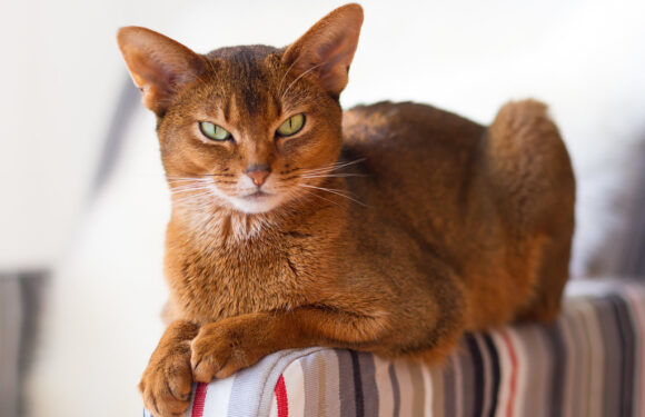 Абиссинская кошка — гибкая и сильная «малютка»