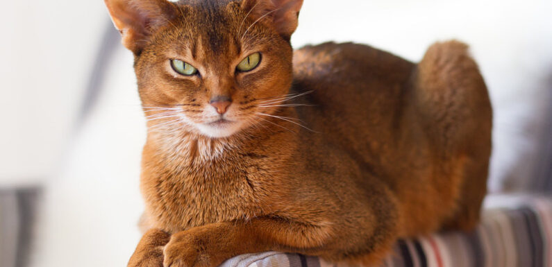 Абиссинская кошка — гибкая и сильная «малютка»
