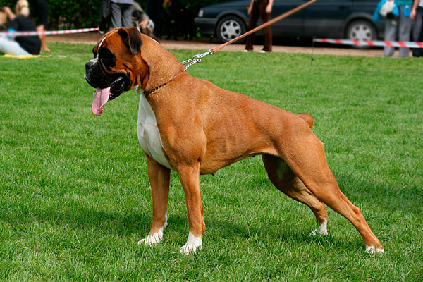 Боксер: фото и описание породы собак: немного об уходе 2 порода собак