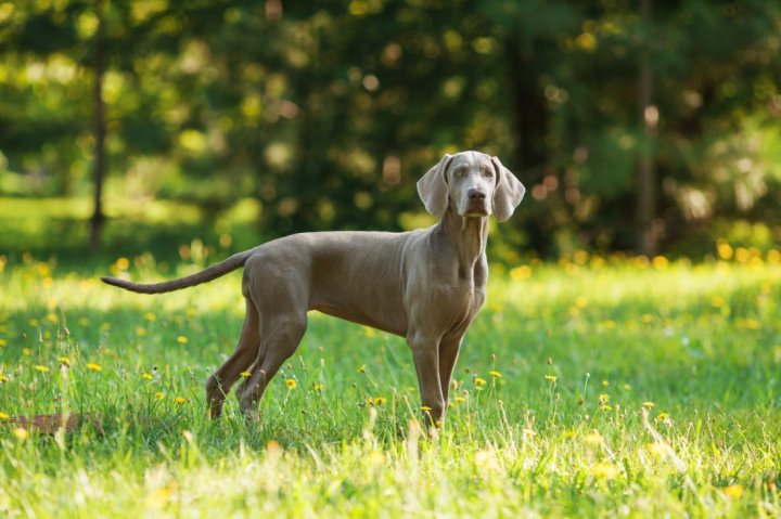 Веймаранер: фото и описание породы собак 1 Веймаранер