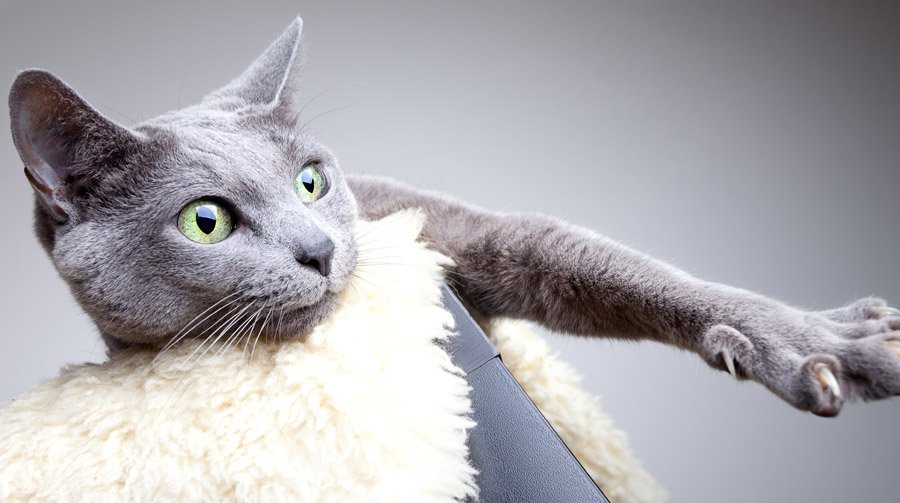 Русская голубая кошка: описание породы и фото 2