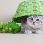Няшные котики: прикольные фото 24 коты