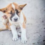Как избавиться от блох у собак: самые эффективные препараты 8
