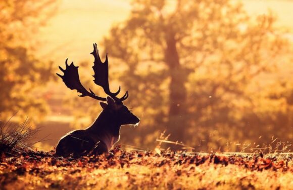 Хотите удивим? Фото оленей на закате: романтика…