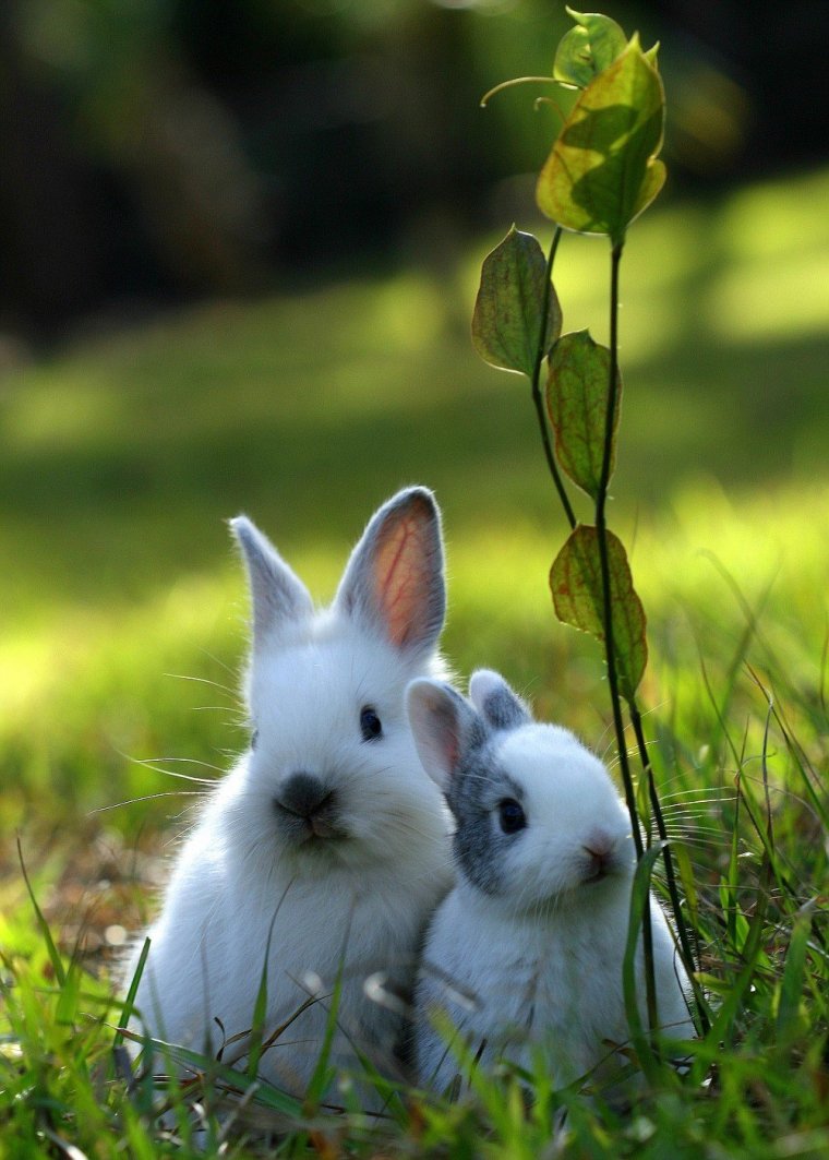 Ох, уж эти кролики: милые создания (16 Фото) 1