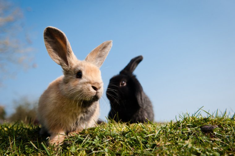 Ох, уж эти кролики: милые создания (16 Фото) 3