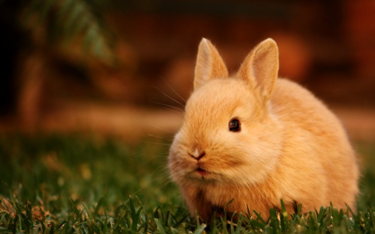 Ох, уж эти кролики: милые создания (16 Фото) 4