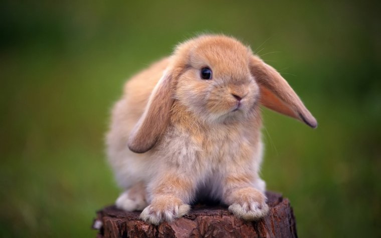 Ох, уж эти кролики: милые создания (16 Фото) 8