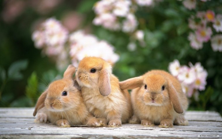Ох, уж эти кролики: милые создания (16 Фото) 12