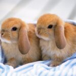 Ох, уж эти кролики: милые создания (16 Фото) 2 температура