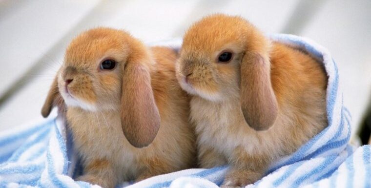 Ох, уж эти кролики: милые создания (16 Фото)