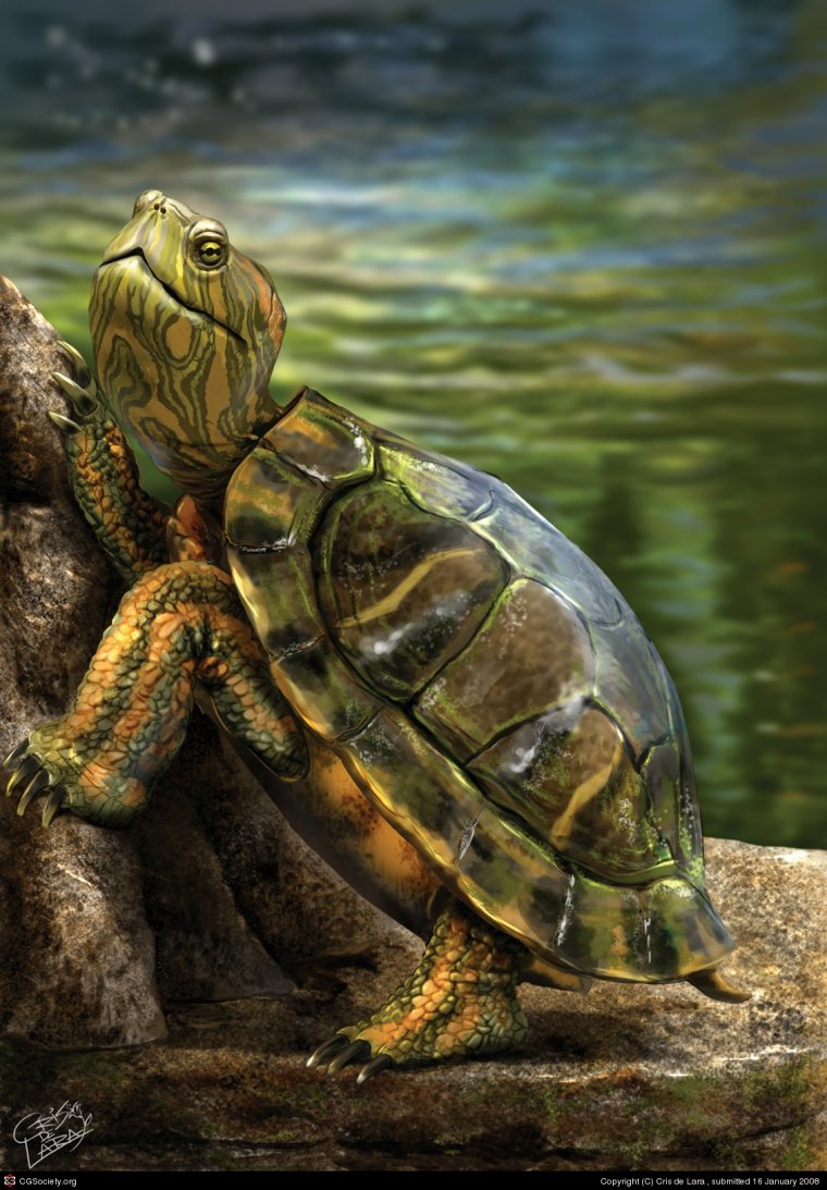 Черепахи - великолепные фото удивительных рептилий 1