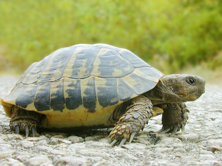 Черепахи - великолепные фото удивительных рептилий 3 черепахи