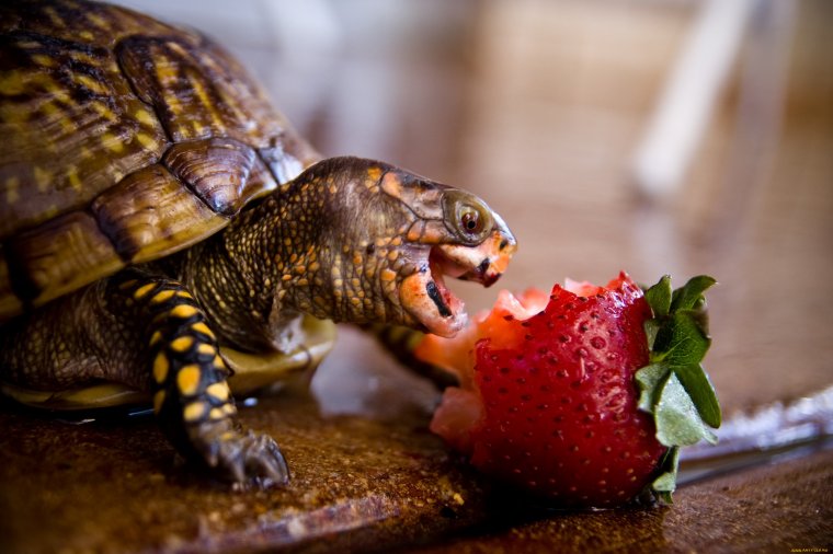 Черепахи - великолепные фото удивительных рептилий 4