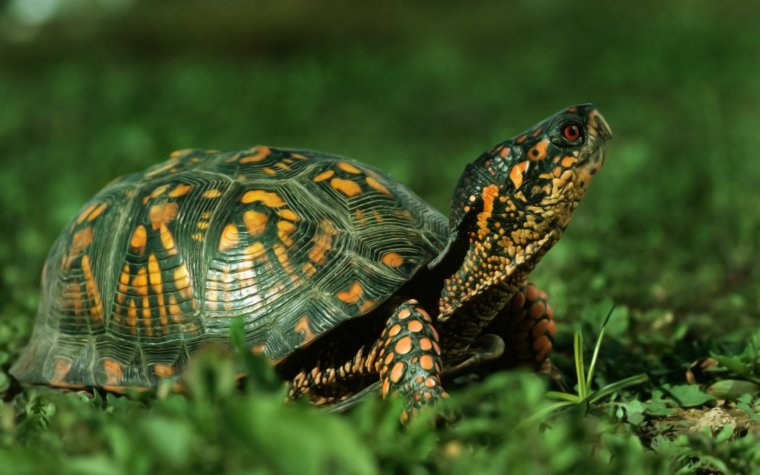 Черепахи - великолепные фото удивительных рептилий 5