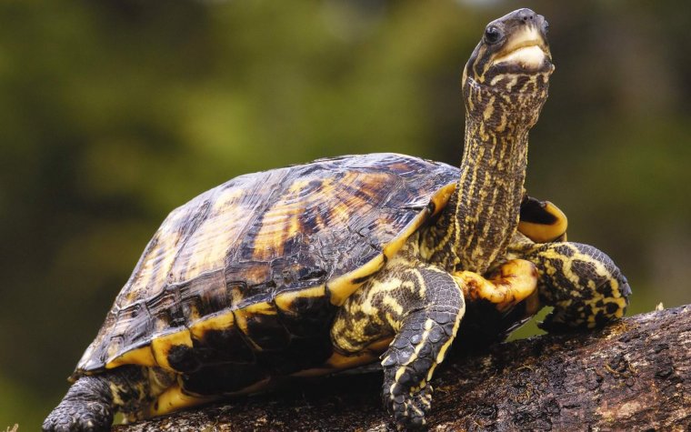 Черепахи - великолепные фото удивительных рептилий 6 черепахи