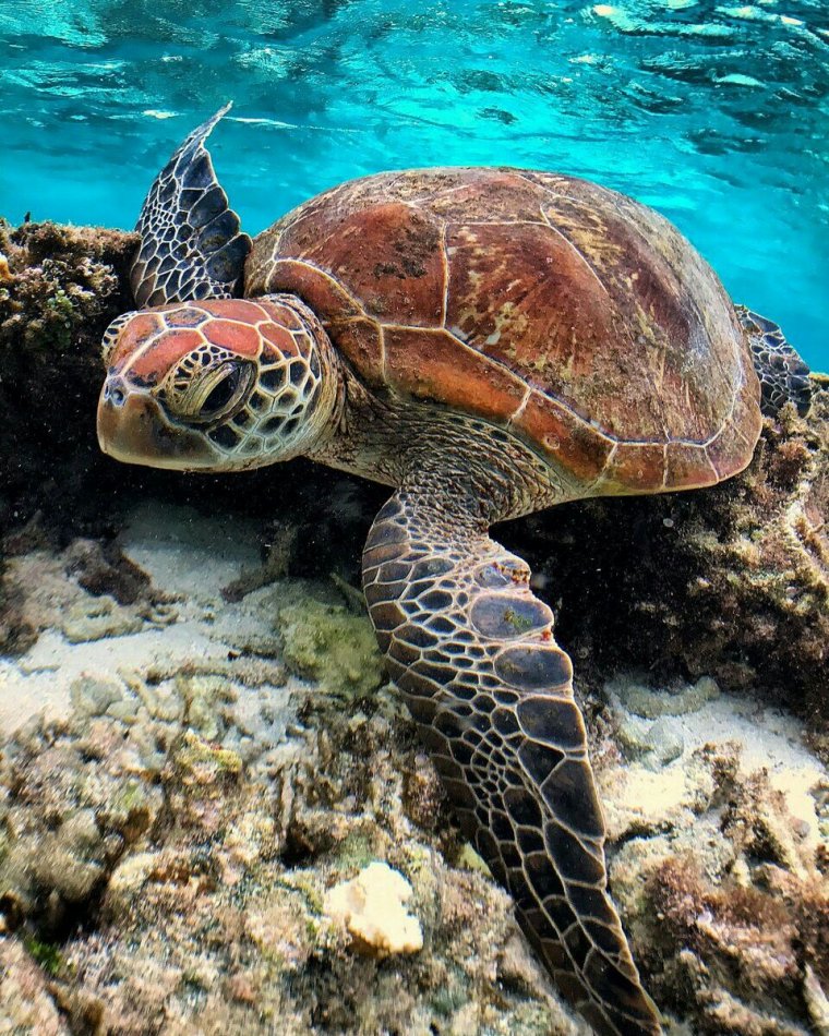 Черепахи - великолепные фото удивительных рептилий 8