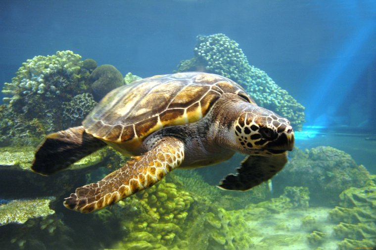 Черепахи - великолепные фото удивительных рептилий 9 черепахи