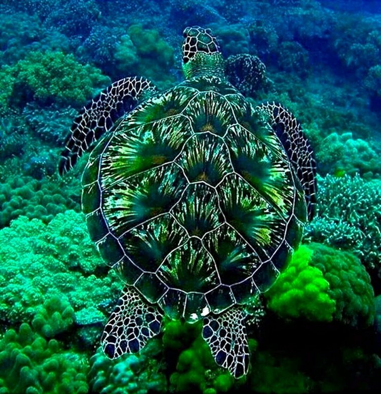 Черепахи - великолепные фото удивительных рептилий 10 черепахи