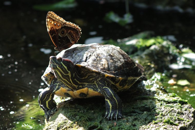 Черепахи - великолепные фото удивительных рептилий 11