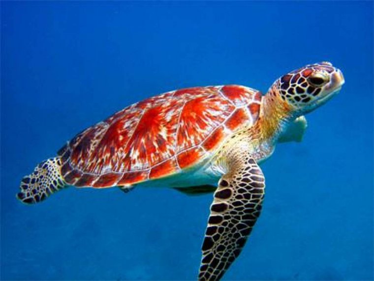 Черепахи - великолепные фото удивительных рептилий 14