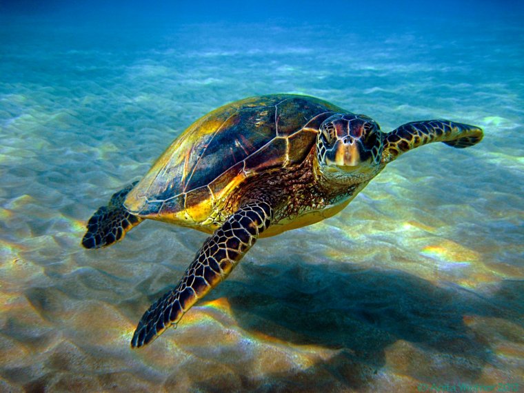 Черепахи - великолепные фото удивительных рептилий 13