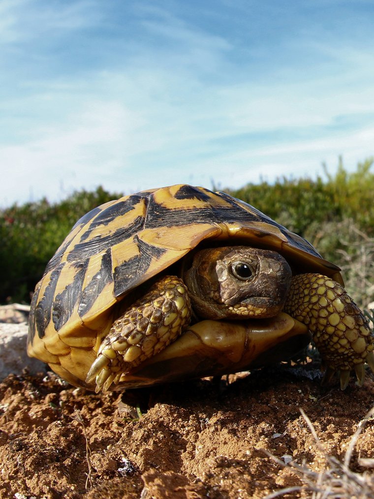 Черепахи - великолепные фото удивительных рептилий 15