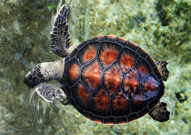 Черепахи - великолепные фото удивительных рептилий 16