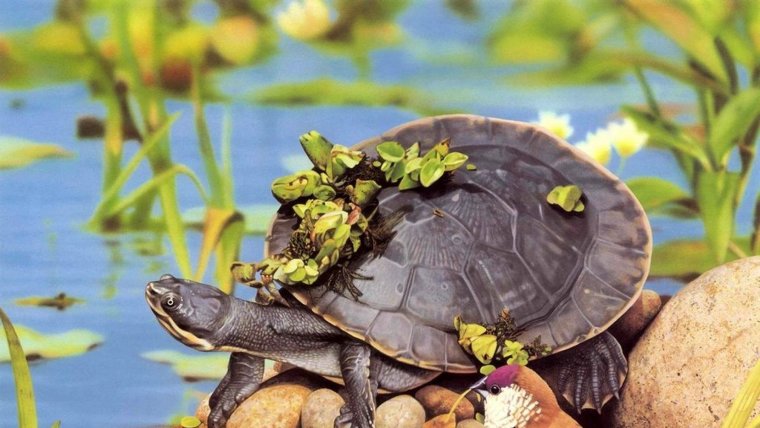 Черепахи - великолепные фото удивительных рептилий 17