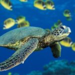 Черепахи - великолепные фото удивительных рептилий 19 пейзажи