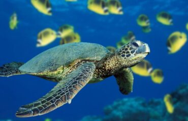 Черепахи - великолепные фото удивительных рептилий