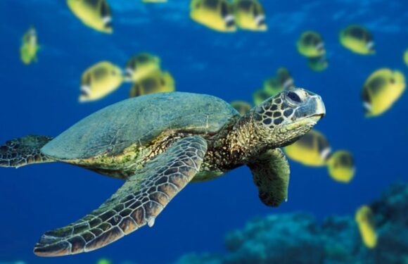 Черепахи – великолепные фото удивительных рептилий