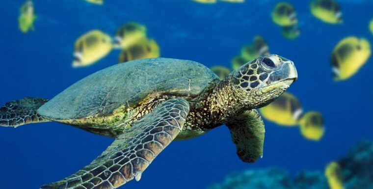 Черепахи — великолепные фото удивительных рептилий