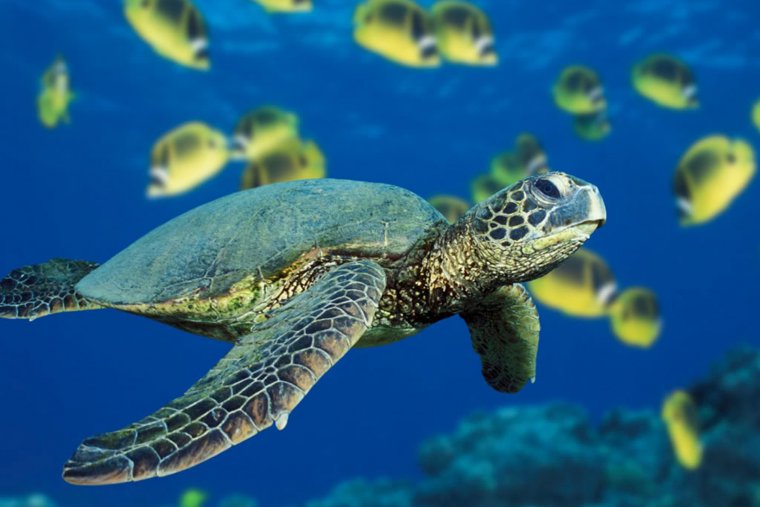 Черепахи - великолепные фото удивительных рептилий 20