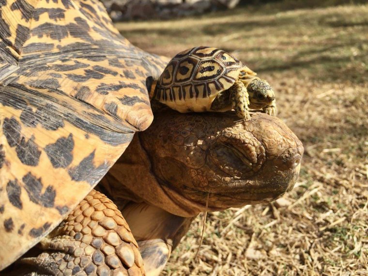 Черепахи - великолепные фото удивительных рептилий 21 черепахи