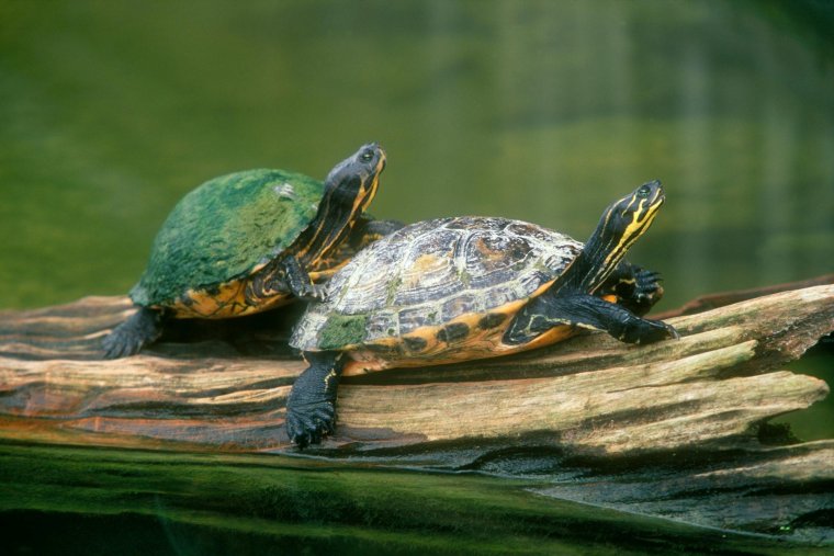 Черепахи - великолепные фото удивительных рептилий 22