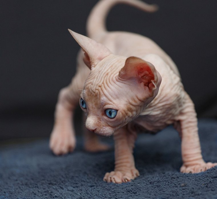 Коты сфинксы: фото удивительных созданий 1 коты