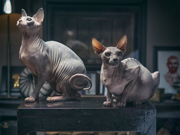 Коты сфинксы: фото удивительных созданий 5