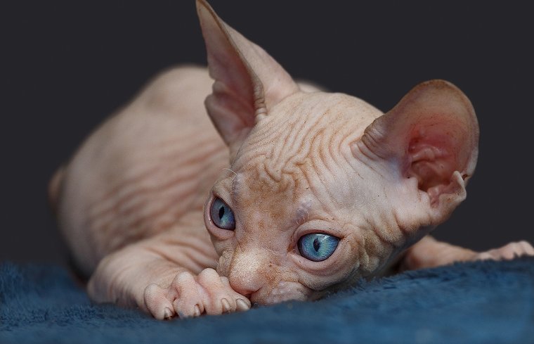 Коты сфинксы: фото удивительных созданий 7
