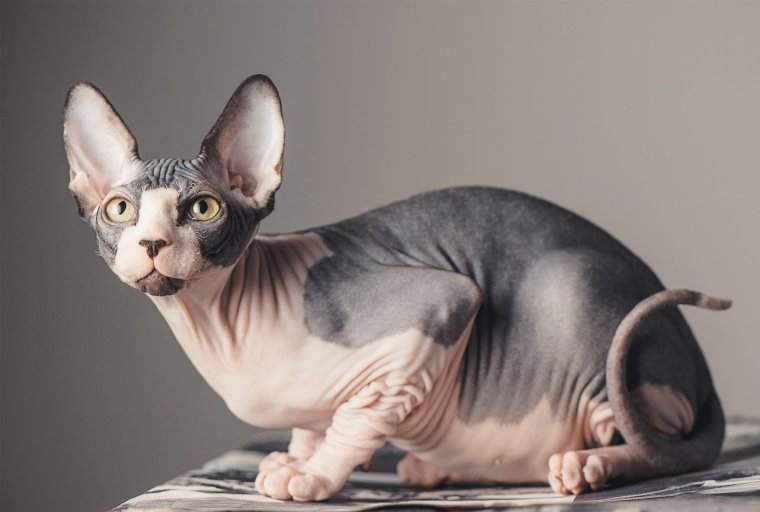 Коты сфинксы: фото удивительных созданий 13