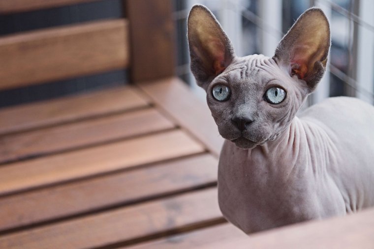 Коты сфинксы: фото удивительных созданий 14