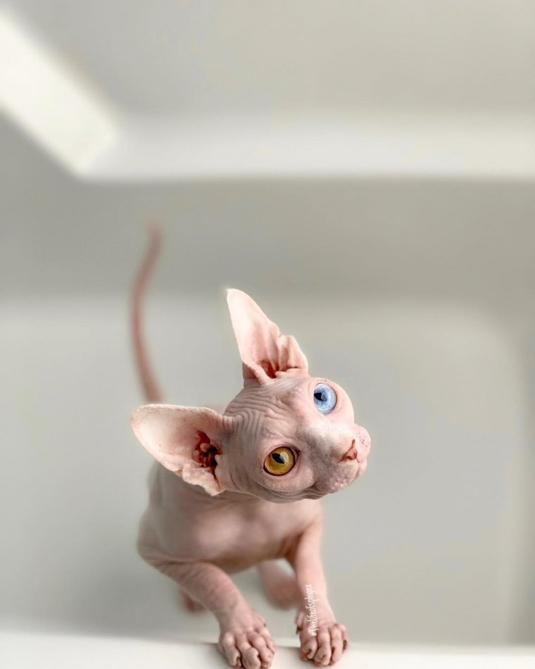 Коты сфинксы: фото удивительных созданий 16