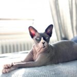 Коты сфинксы: фото удивительных созданий 33