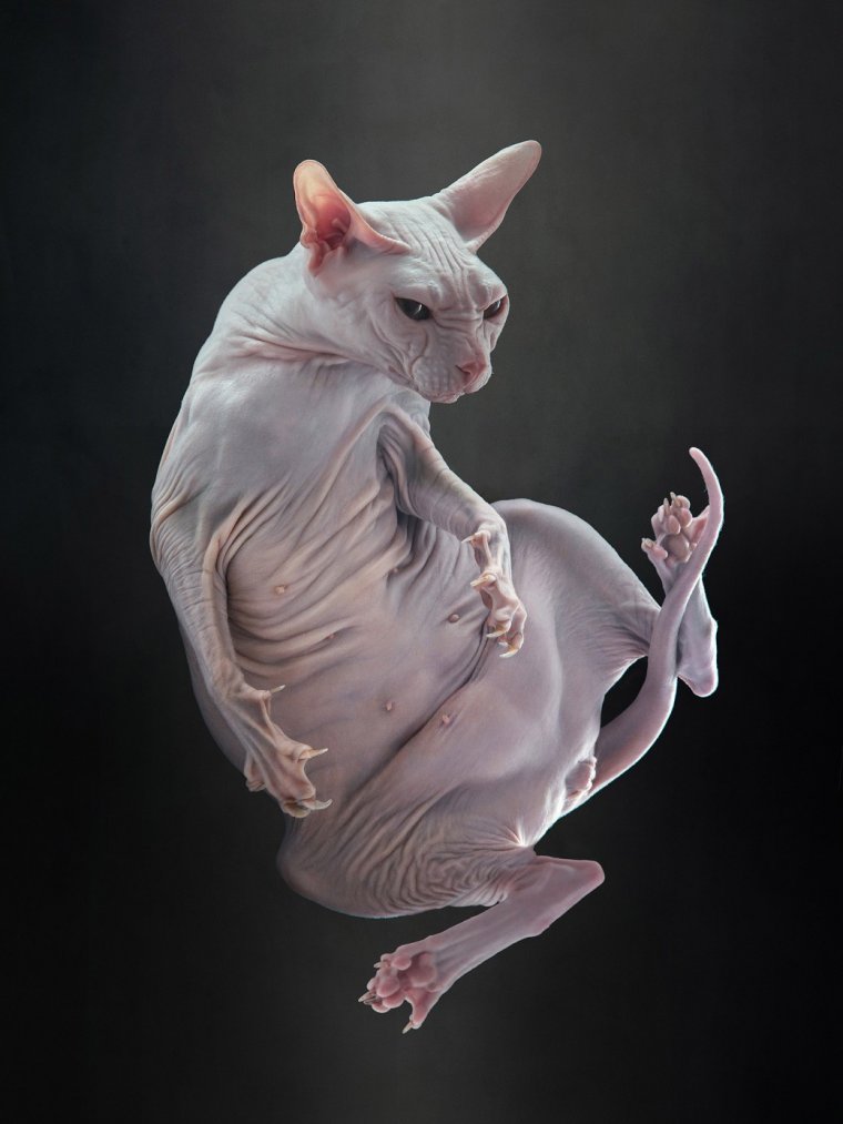 Коты сфинксы: фото удивительных созданий 20