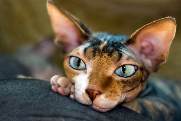 Коты сфинксы: фото удивительных созданий 19